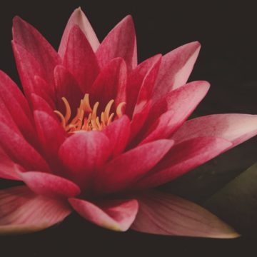 The Infinite Lotus
