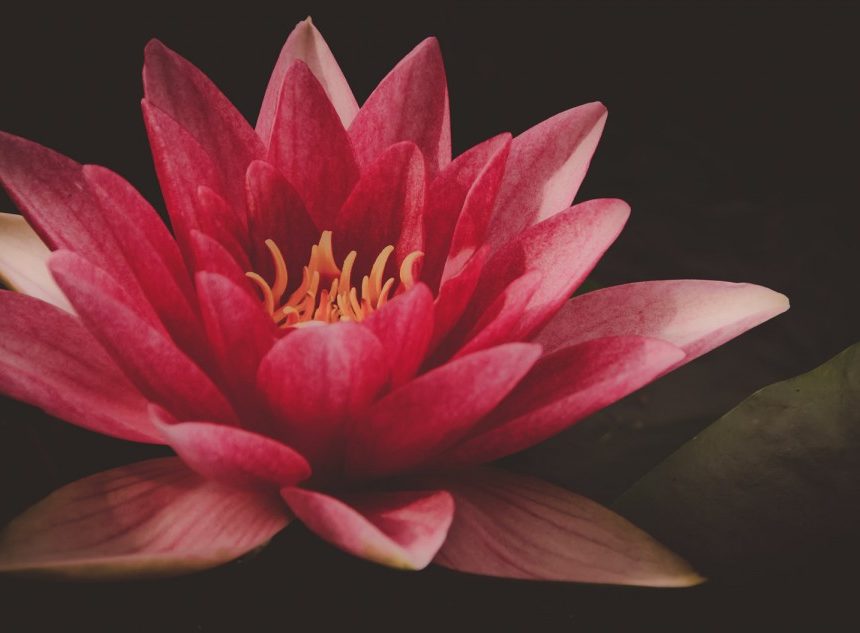 The Infinite Lotus