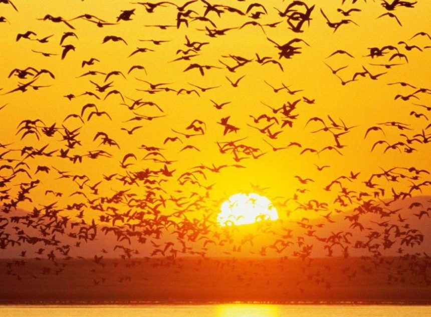 Sanskrit A Journey from Mantra to Freedom Sanskrit: A Journey from Mantra to Freedom