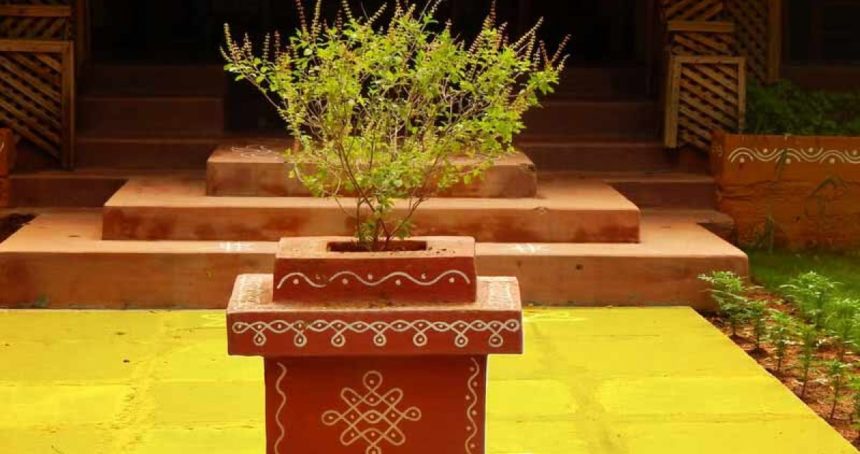 The genetics and history of the Indian Tulsi