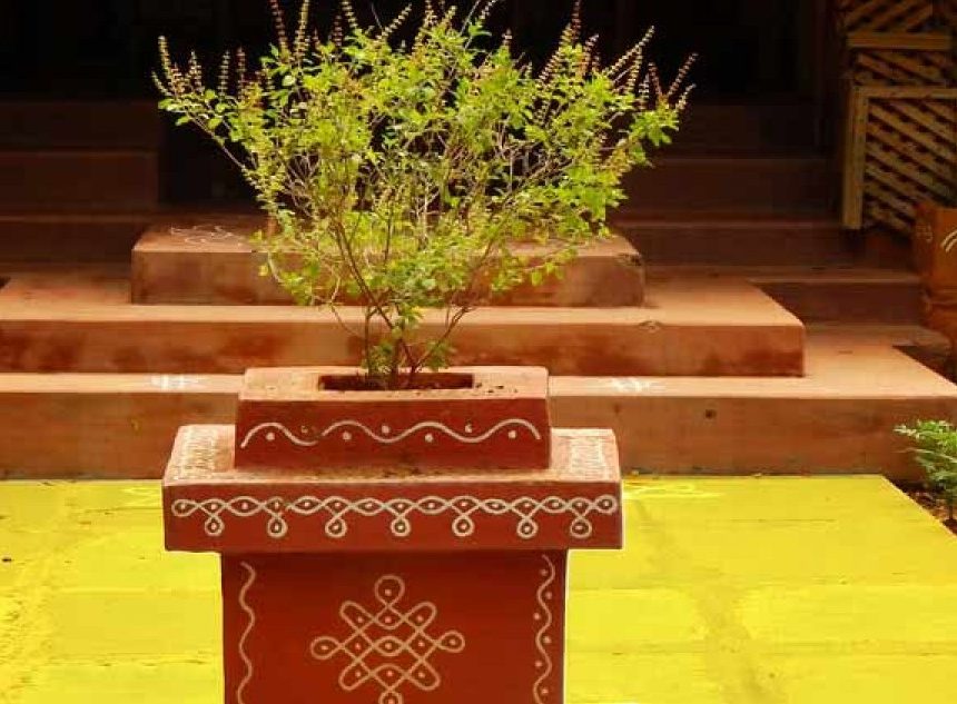The genetics and history of the Indian Tulsi The genetics and history of the Indian Tulsi
