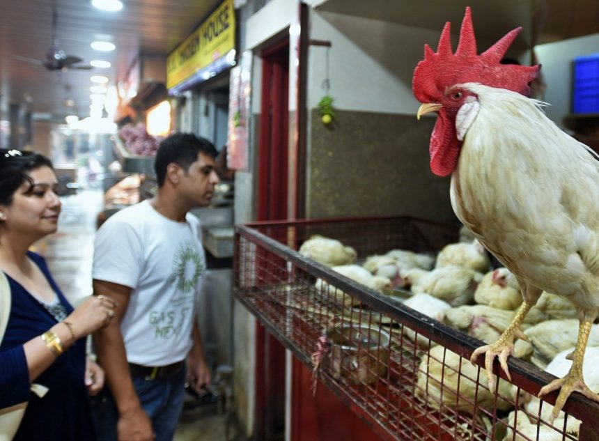 Halal versus Jhatka A scientific review Halal versus Jhatka: A scientific review