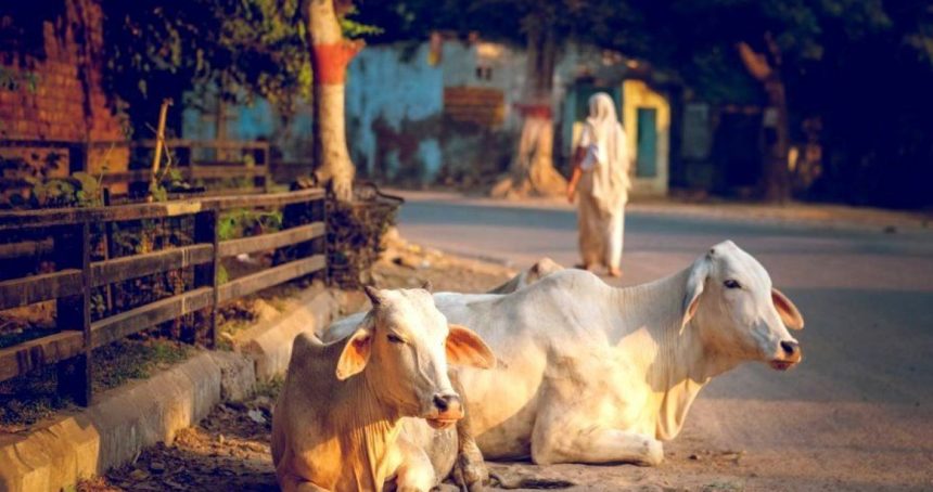 History of cow protection in India