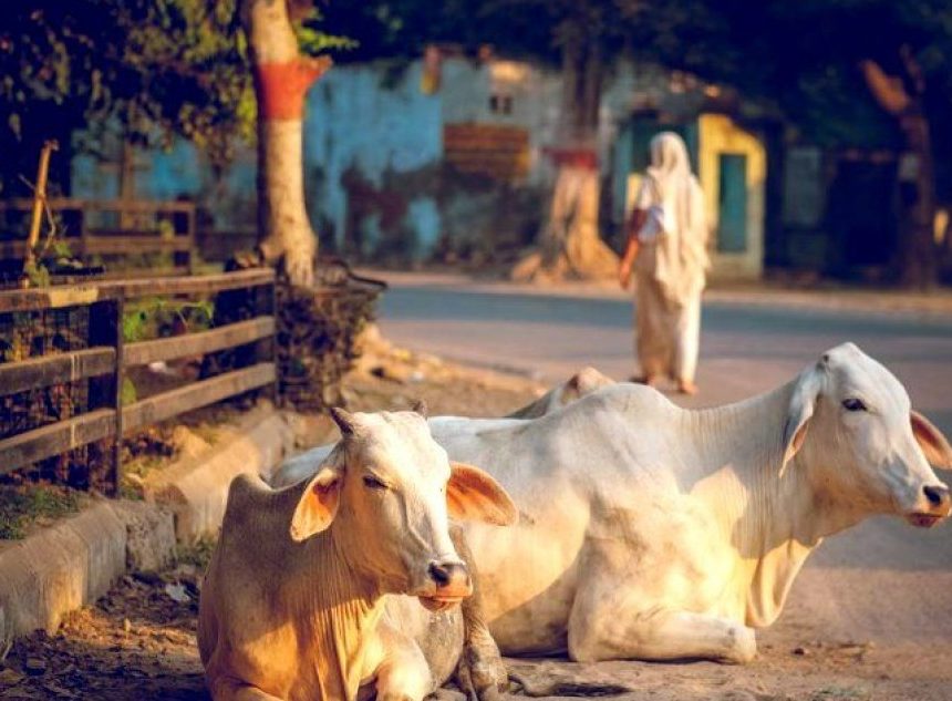History of cow protection in India History of cow protection in India