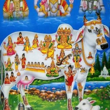 Cow Reverence and the Prohibition of Beef in Hinduism
