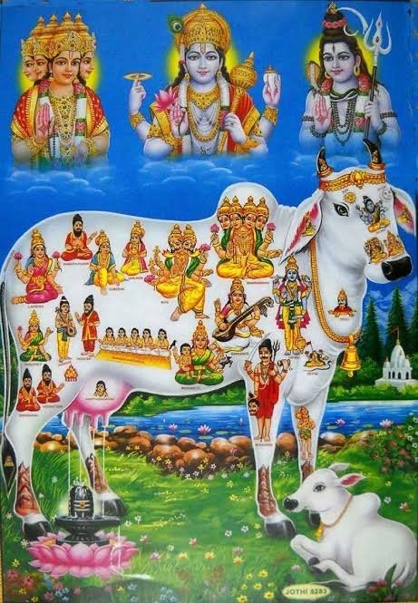 Sacred cow1 Cow Reverence and the Prohibition of Beef in Hinduism