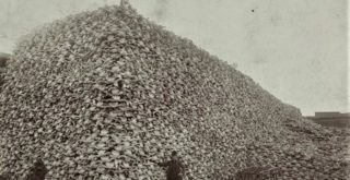 Representational use of picture: Men standing with pile of buffalo skulls, Michigan Carbon Works, Rougeville MI, 1892. (Burton Historical Collection, Detroit Public Library)